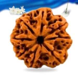 8 Mukhi Nepali Rudraksha Super Collector Grade RLRN8SCI Thumbnail