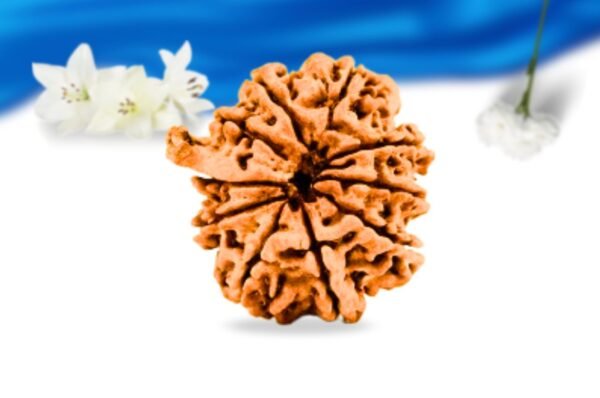 Ganesh rudraksha super collector grade rlrng5sci back