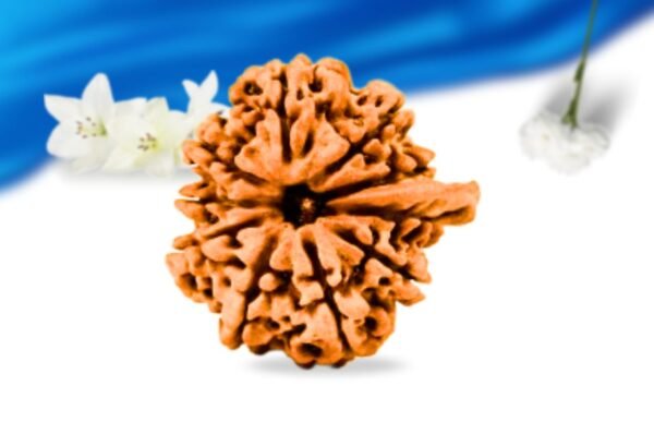 Ganesh rudraksha super collector grade rlrng5sci front