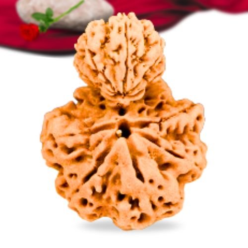 Garb gauri rudraksha nepali rudraksha collector grade rlrnggci thumbnail