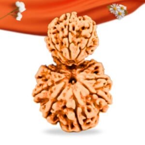 Garb Gauri Rudraksha Nepali Rudraksha Large Grade RLRNGGLI Thumbnail