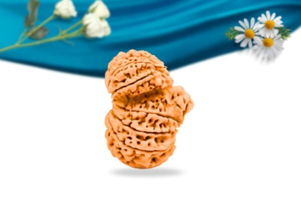 Garb gauri rudraksha nepali rudraksha regular grade rlrnggri side