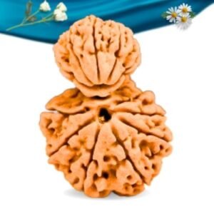 Garb Gauri Rudraksha Nepali Rudraksha Regular Grade RLRNGGRI Thumbnail