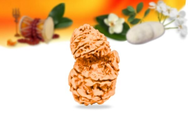 Garb gauri rudraksha nepali rudraksha small grade rlrnggsi side