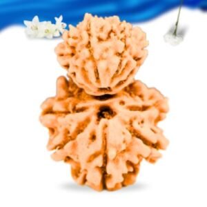 Garb Gauri Rudraksha Nepali Rudraksha Super Collector Grade RLRNGGSCI Thumbnail
