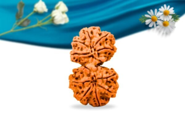 Gauri shankar nepali rudraksha regular grade rlrnggri back
