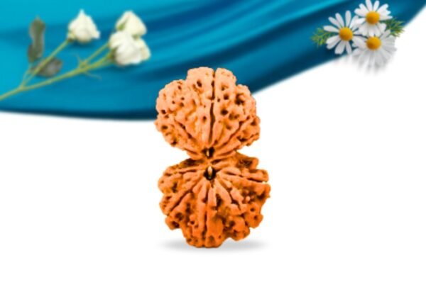 Gauri shankar nepali rudraksha regular grade rlrnggri front