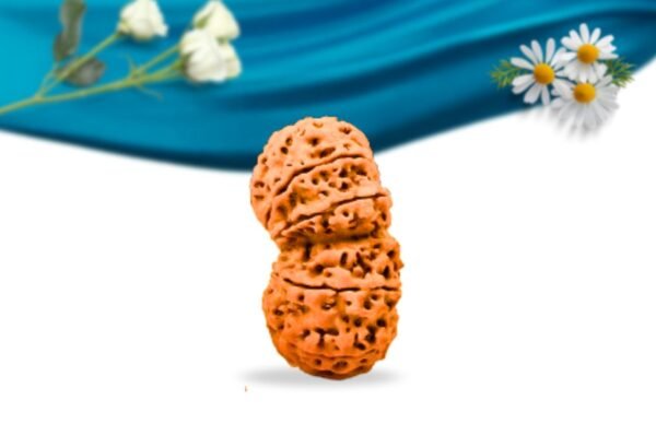 Gauri shankar nepali rudraksha regular grade rlrnggri side
