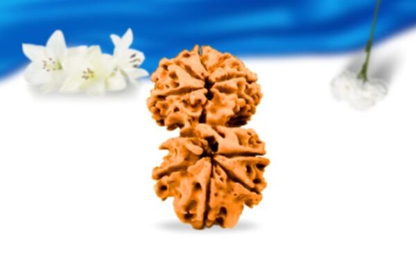 Gauri shankar nepali rudraksha super collector grade rlrngssci back