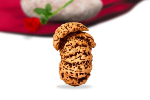 Savar naag nepali rudraksha collector grade rlrnsnci side