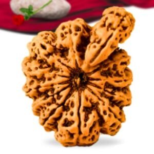 Savar Naag Nepali Rudraksha Collector Grade RLRNSNCI Thumbnail