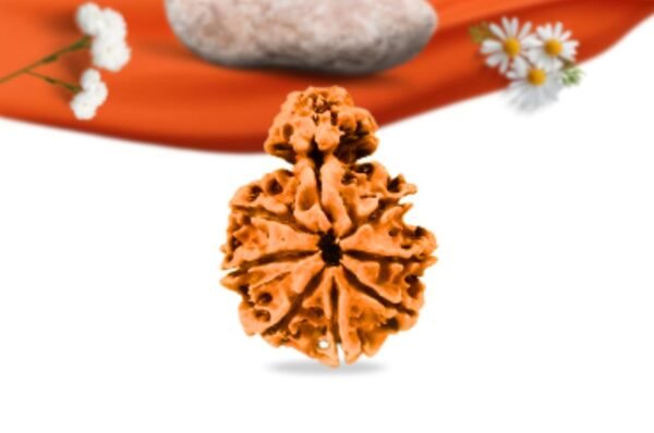 Savar naag nepali rudraksha large grade rlrnsnli back