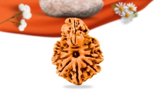Savar naag nepali rudraksha large grade rlrnsnli front