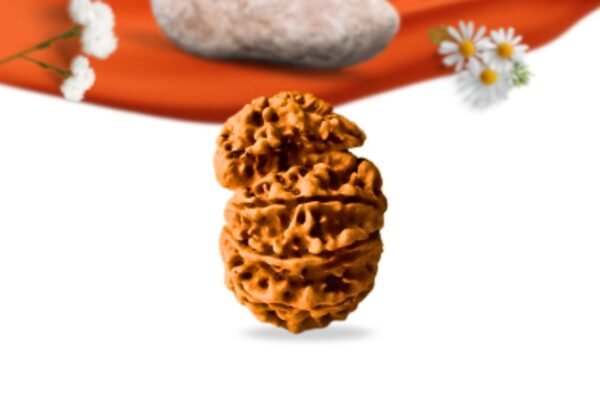 Savar naag nepali rudraksha large grade rlrnsnli side