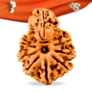 Savar Naag Nepali Rudraksha Large Grade RLRNSNLI Thumbnail