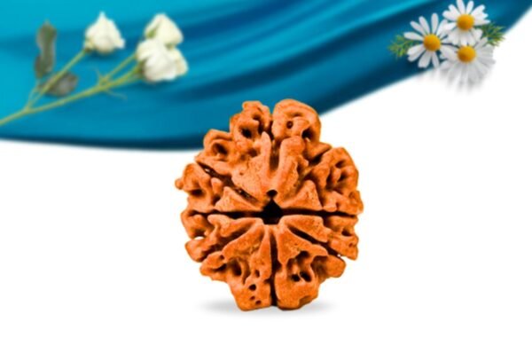 Savar naag nepali rudraksha regular grade rlrnsnri front