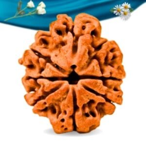 Savar Naag Nepali Rudraksha Regular Grade RLRNSNRI Thumbnail