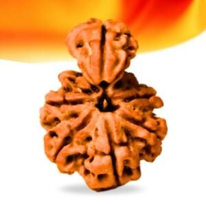 Savar Naag Nepali Rudraksha Small Grade RLRNSNSI Thumbnail