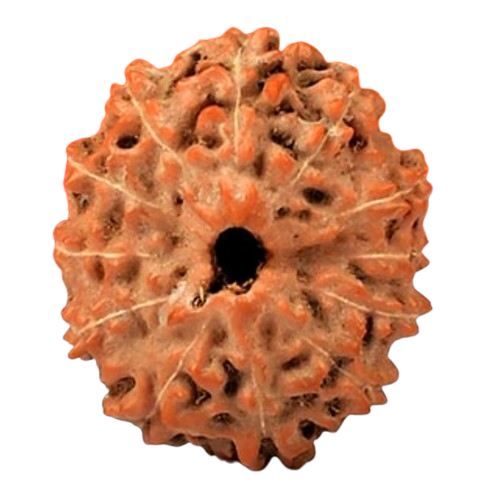 12 Mukhi Indonesian Rudraksha