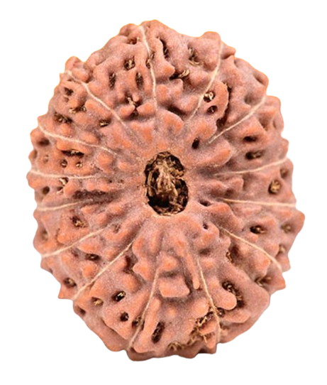 14 Mukhi Indonesian Rudraksha