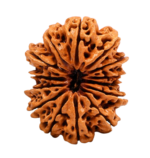 14 Mukhi Nepali Rudraksha