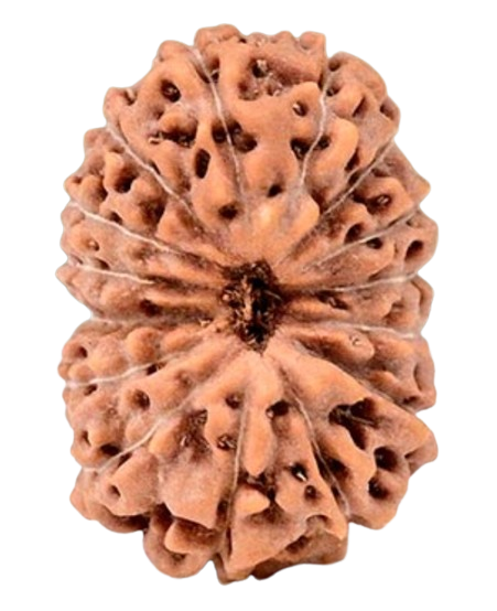 15 Mukhi Indonesian Rudraksha