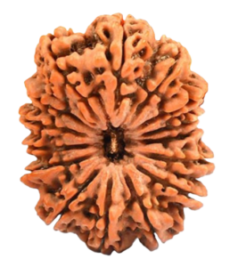 15 mukhi nepal rudraksha