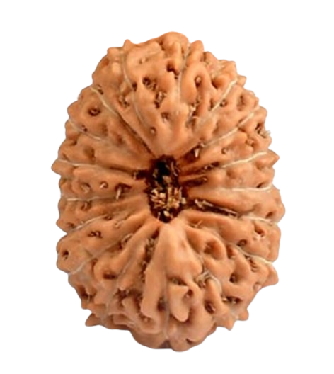 17 Mukhi Indonesian Rudraksha