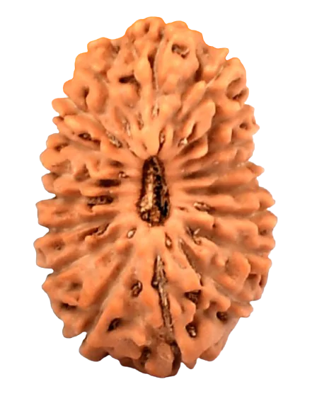 18 Mukhi Indonesian Rudraksha