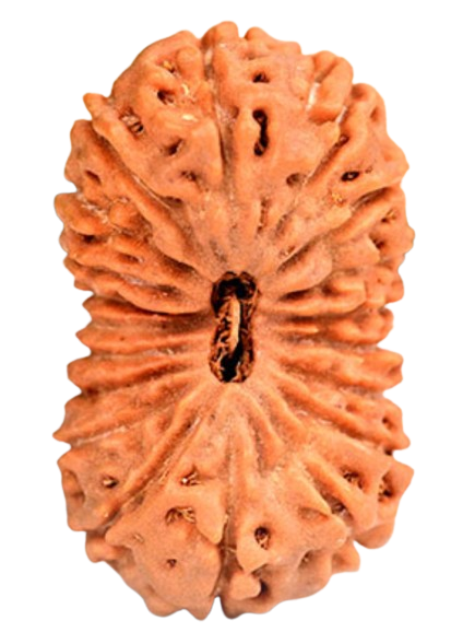 19 Mukhi Indonesian Rudraksha