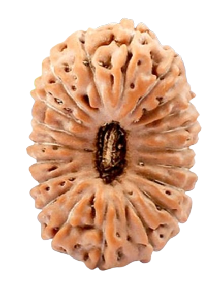 20 Mukhi Indonesian Rudraksha
