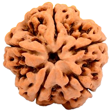 5 Mukhi Nepali Rudraksha