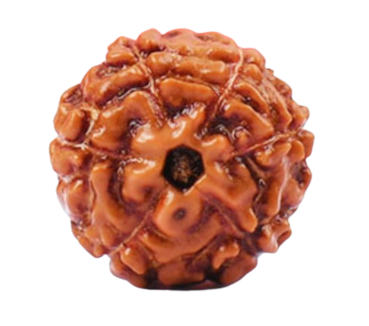 6 Mukhi Indonesian Rudraksha