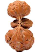 Trijuti Indonesian Rudraksha
