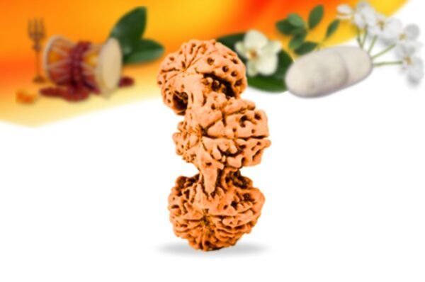 Trijuti indonesian rudraksha small grade rlritsi back