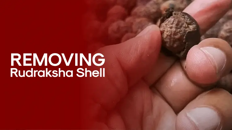 How to remove Rudraksha shell