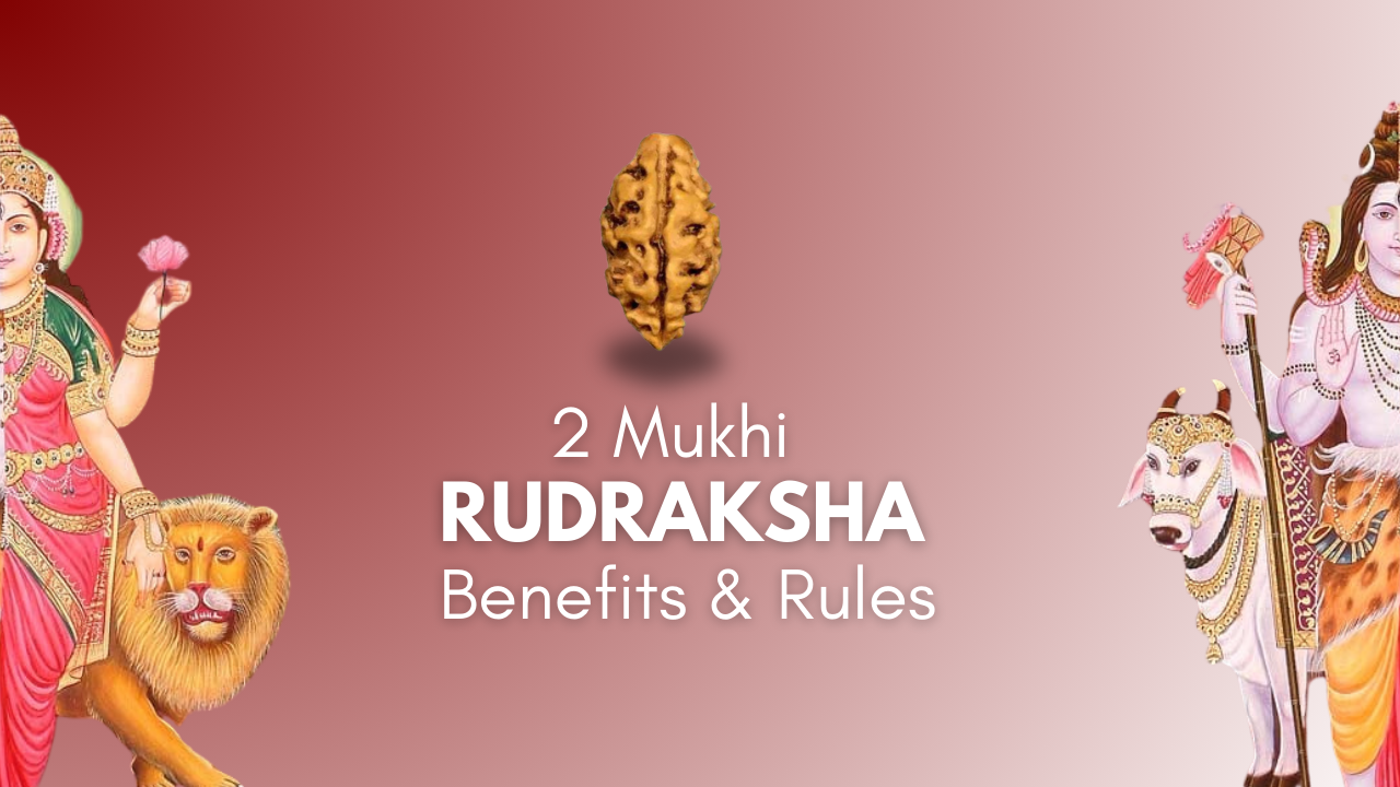 2 Mukhi Rudraksha Featured Image