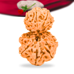 Garb Gauri Rudraksha Indonesian Collector Grade RLRIGGCI Thumbnail