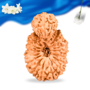 Garb Gauri Rudraksha Indonesian Large Grade RLRIGGLI Thumbnail