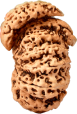 Savar Naag Nepali Rudraksha