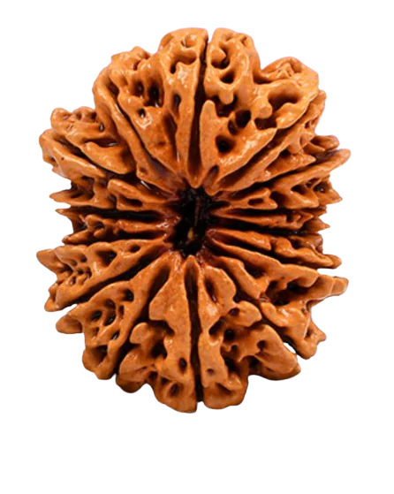 Authentic Nepali rudraksha with powerful pran prathistha from Rudraksha Lovers
