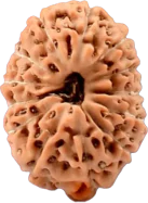 Genuine collection of Indonesian rudraksha beads available for online purchase from Rudraksha Lovers