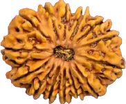 Authentic Nepali rudraksha beads available for online purchase from Rudraksha Lovers