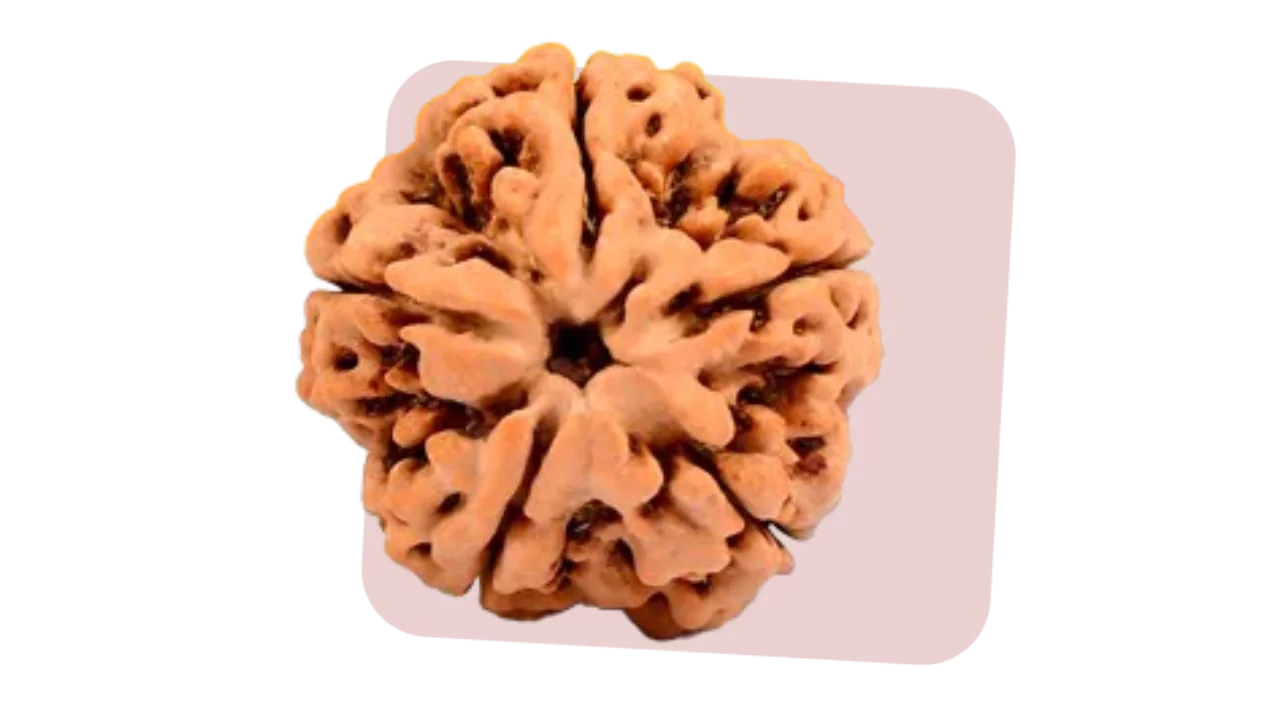 5 mukhi rudraksha possess peace, positivity and healing properties