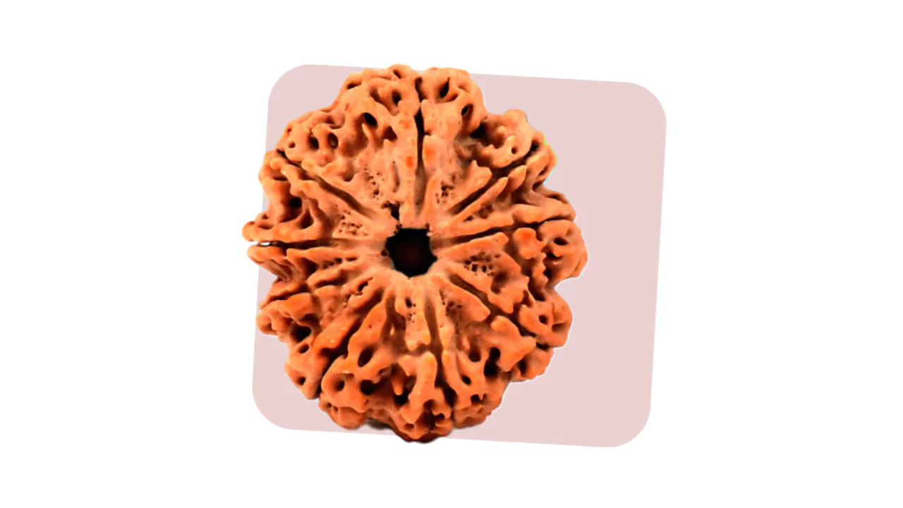 9 mukhi rudraksha represents goddess durga and gives therapeutic benefits