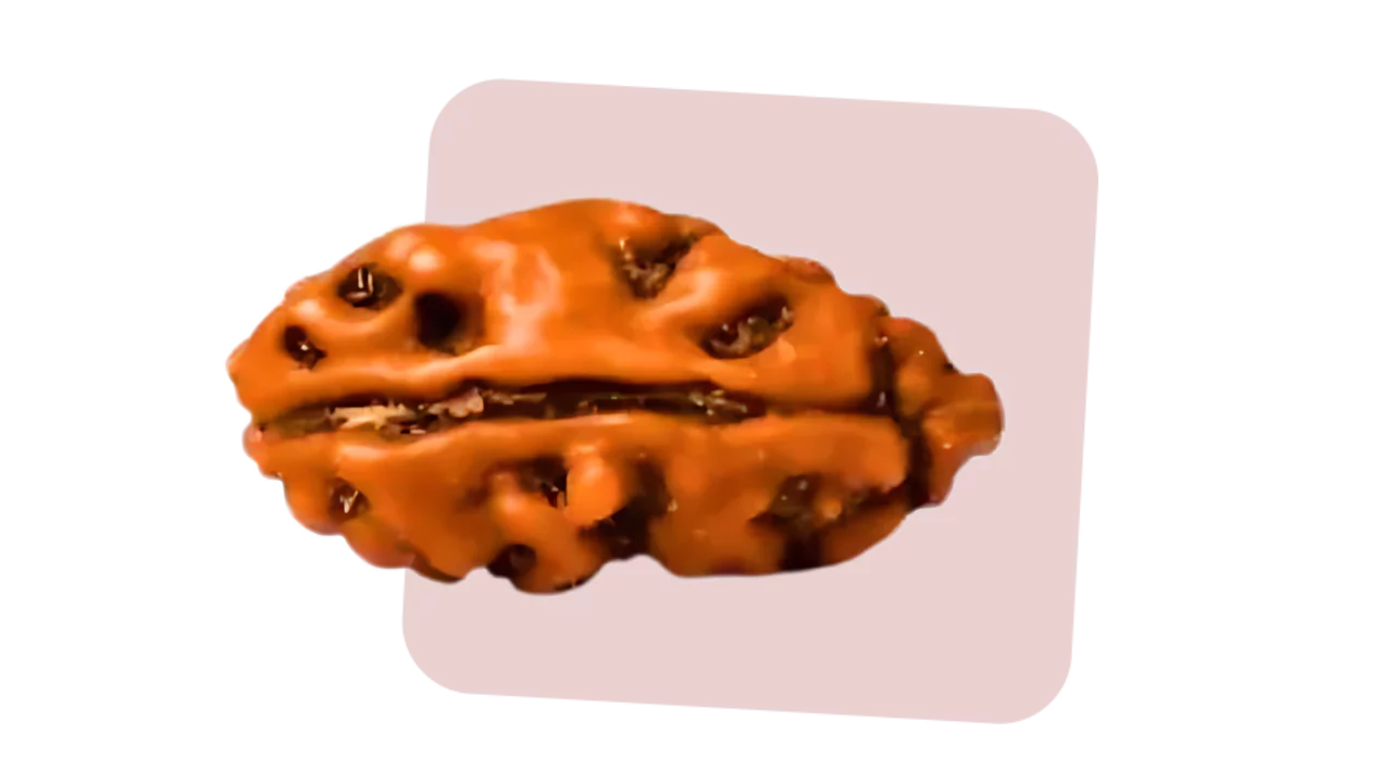 1 mukhi rudraksha is directly associated with the lord shiva
