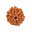 Rudraksha specifications and identification using testing machines and our expert analysis