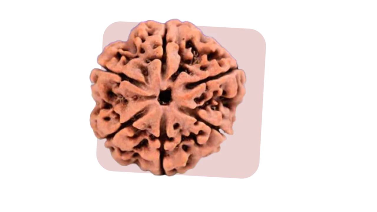 6 mukhi rudraksha signifies the spiritual and love significance
