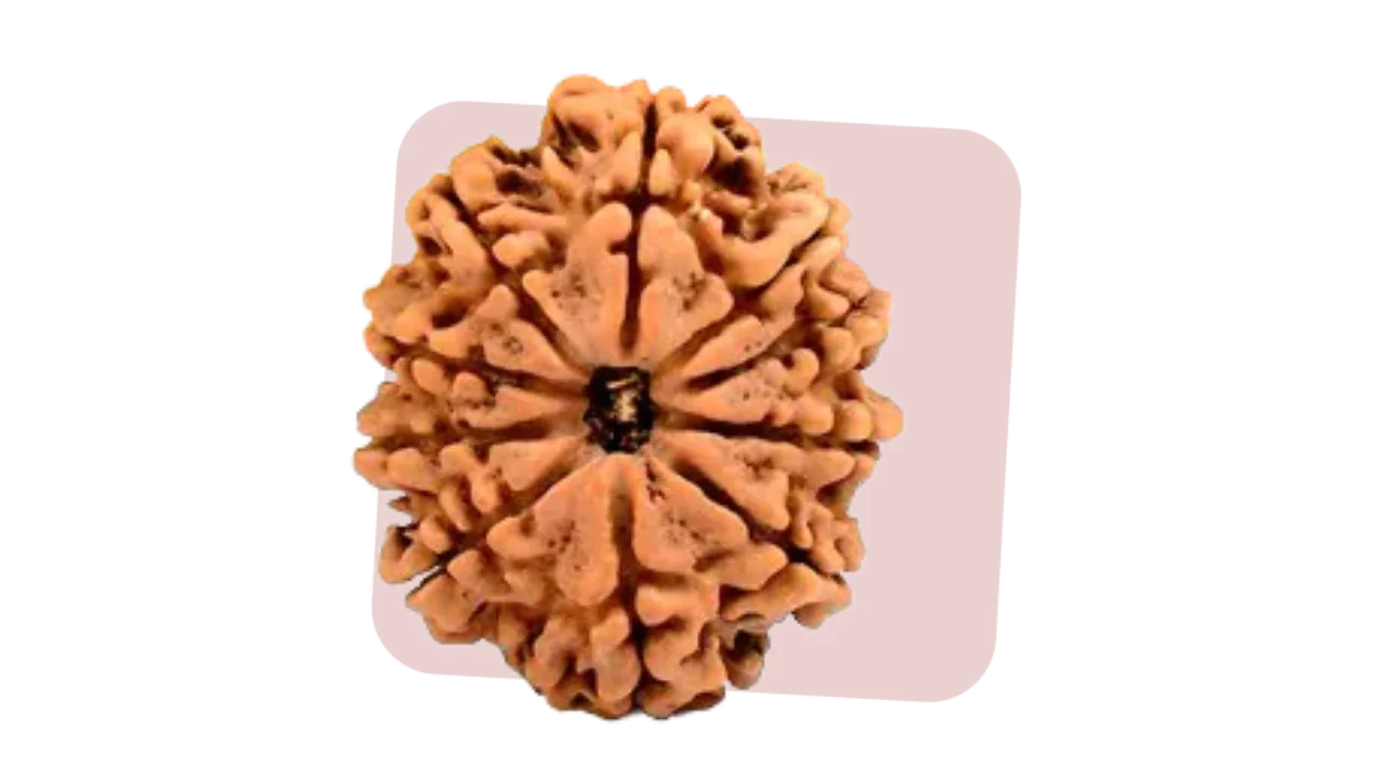 10 mukhi rudraksha shields from positive energy and removes negativity