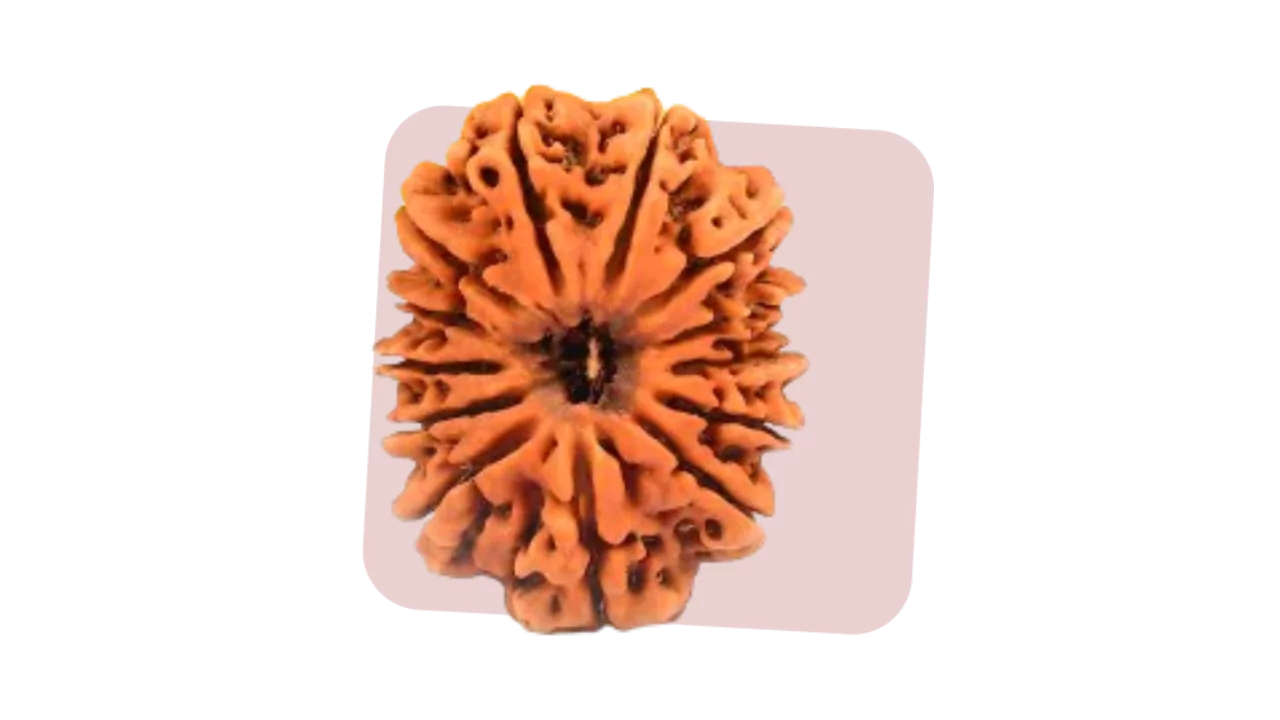 13 mukhi rudraksha represents attraction, desire and charm